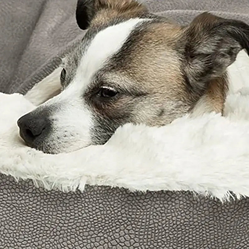 Close-up of a dog snoozing on the Orthopedic Bed For Dogs and Cats.